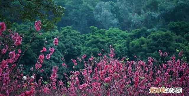 捡回来的桃核怎么处理干净