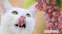 猫可以吃枇杷，川贝枇杷糖浆猫咪能喝吗