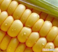 玉米是高纤维食物吗，高纤维碳水化合物有哪些