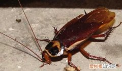 蟑螂有毒吗爬过的东西可以吃吗