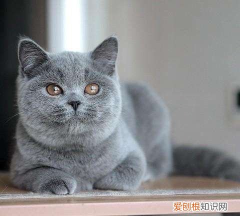 为什么猫不吃猫草，猫猫一定要吃猫草吗