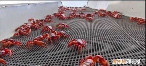 130多万美元的“黄金厕纸”含有22k黄金？