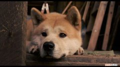 关于狗狗的电影，你看过哪几部？每部都是催人泪下