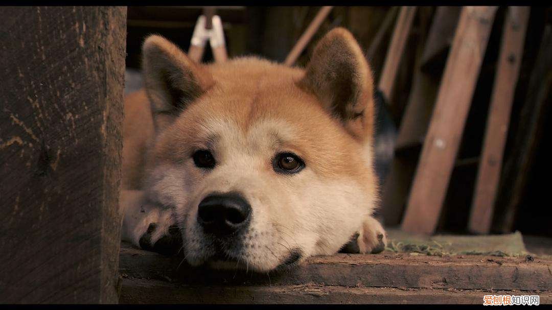 关于狗狗的电影，你看过哪几部？每部都是催人泪下