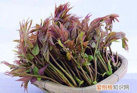 红香椿有什么功效，香椿为什么有红的有绿的