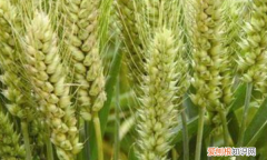 广西小麦什么时候种，种麦子是什么季节的农活