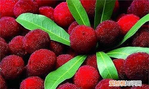 杨梅不洗直接吃会不会肚子里有虫 杨梅怎么保存时间长没有冰箱