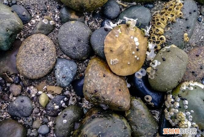 石头上为什么有贝壳呢，石头上为什么有贝壳仿写