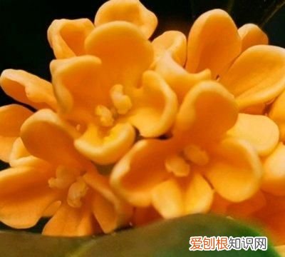 桂花蜜酱需要多少桂花 桂花蜜酱可以用来炖菜吗