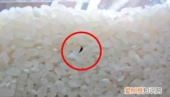 家里米虫到处爬怎么根除