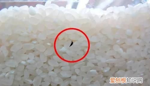 家里米虫到处爬怎么根除