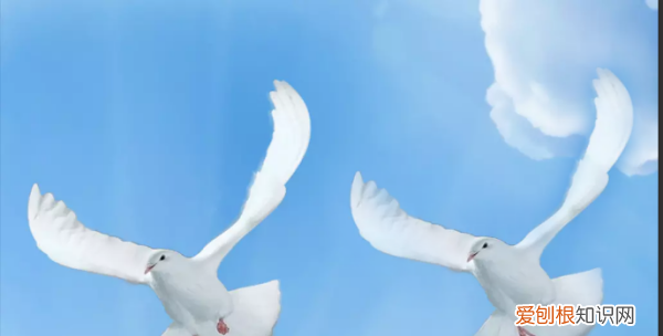 ps怎么复制选区框，ps中怎么复制选区到新图层里