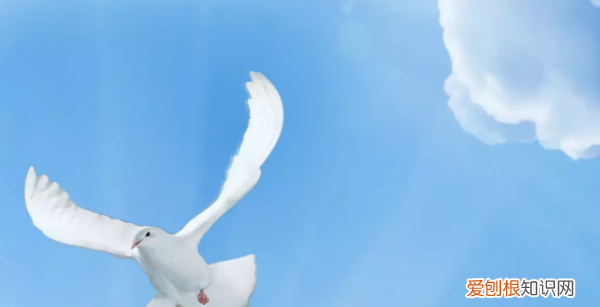 ps怎么复制选区框，ps中怎么复制选区到新图层里