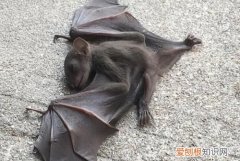 蝙蝠飞行靠的是什么