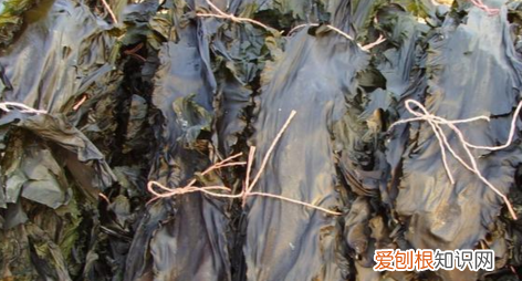 海带黏糊糊的是正常的,为什么海带的表面有层黏黏的东西呢