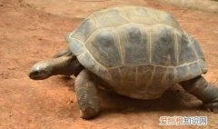 世界上最长寿的动物,王八只能排第三吗