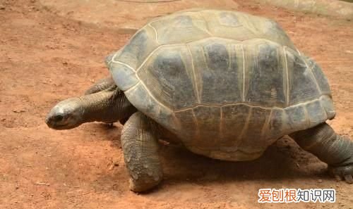世界上最长寿的动物,王八只能排第三吗