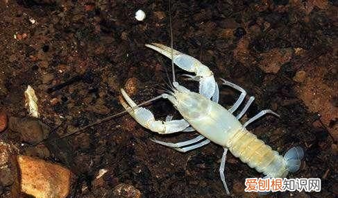 世界上最长寿的动物,王八只能排第三吗