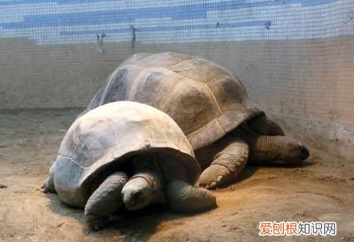 世界上最长寿的动物,王八只能排第三吗