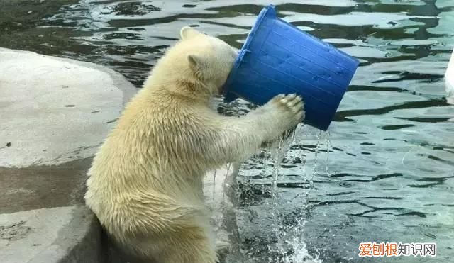 手工水果茶的功效