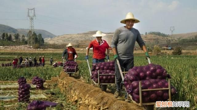一起拼！那些尝到甜头的农民笑了