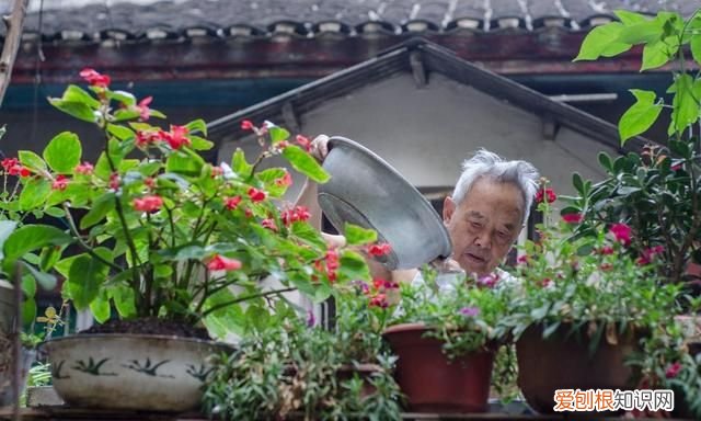 其实淘米水养花也不要随时用