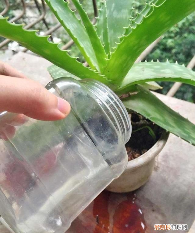 其实淘米水养花也不要随时用