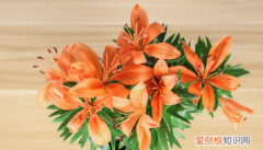 送闺蜜适合送什么花，送闺蜜鲜花应该送什么花花语和寓意