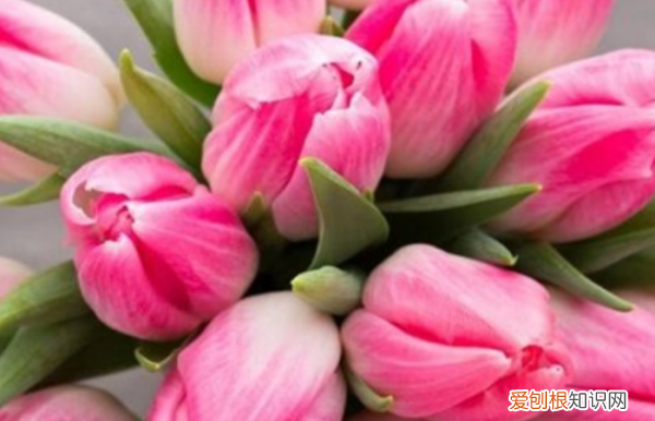 送闺蜜适合送什么花，送闺蜜鲜花应该送什么花花语和寓意