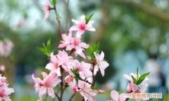 桃红复含宿雨全诗意思，桃红复含宿雨柳绿更带朝烟意思是什么