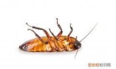 这一种虫,形似蟑螂,却能传播30多种疾病英语