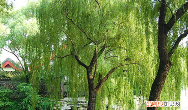 如何画垂柳,柳树叶子怎么画简笔画