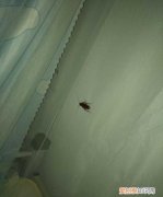 蟑螂会不会爬到床上，蟑螂会爬到床上冬季