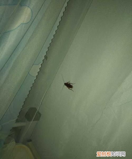 蟑螂会不会爬到床上,蟑螂会爬到床上冬季