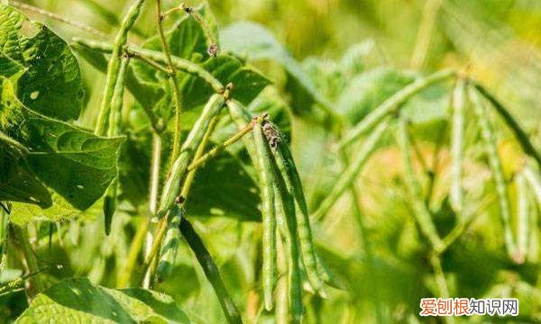 绿豆的生长过程，绿豆是怎么长出来的