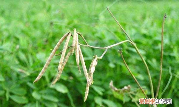 绿豆的生长过程，绿豆是怎么长出来的