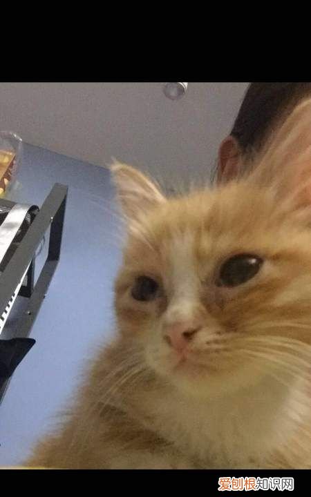 苹果手机怎么剪辑,iphone如何剪裁照片