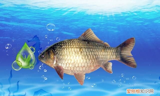 夏季钓鱼果酸和蚯蚓怎么搭配使用 夏季钓鱼用什么果酸效果好