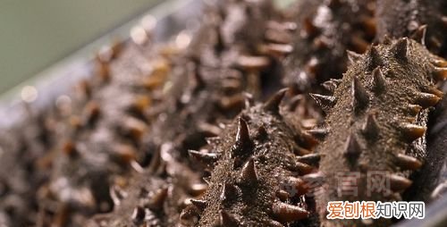 十几年的干海参还能吃吗