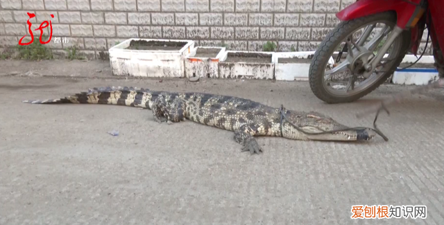 黑龙江一小区惊现鳄鱼体长1.86米