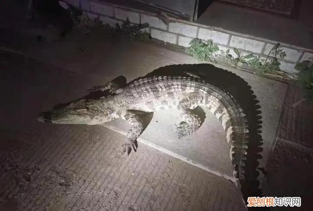 黑龙江一小区惊现鳄鱼体长1.86米