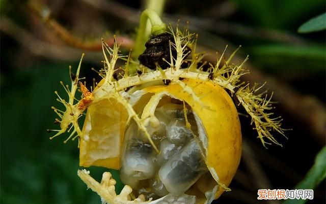有哪些神奇的植物能吃小虫子