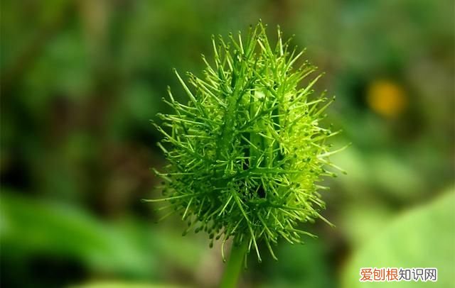 有哪些神奇的植物能吃小虫子