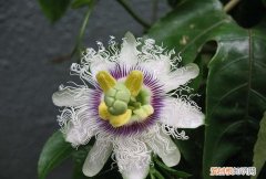 有哪些神奇的植物能吃小虫子