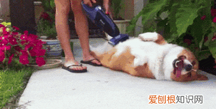 戴森吸尘器与国产吸尘器吸力对比 戴森吸尘器与国产吸尘器的差距