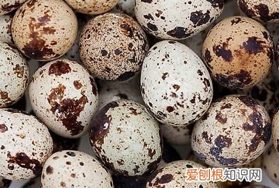 24个鹌鹑蛋大概多重