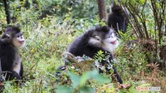 杏脸桃腮是什么动物，云鬟酥腰的意思是什么