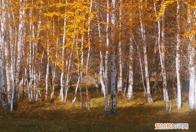 另一个伊甸怎么钓鱼，另一个伊甸:超越时空的猫钓鱼有什么用