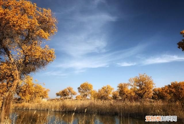 另一个伊甸怎么钓鱼，另一个伊甸:超越时空的猫钓鱼有什么用