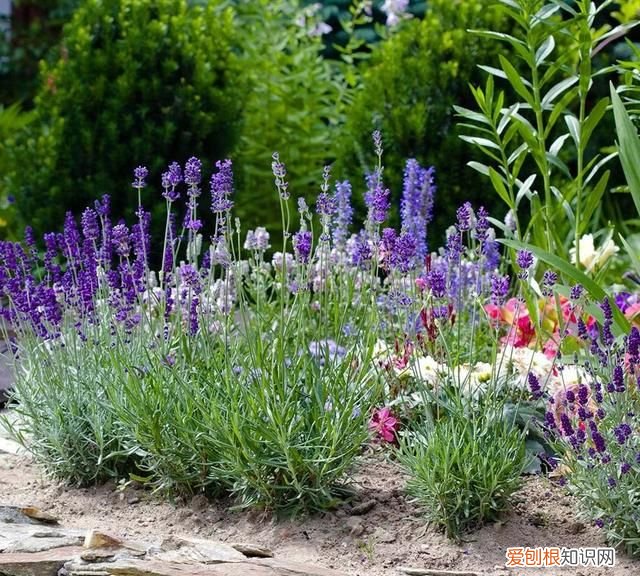 适合南方养的衣草品种有哪些,薰衣草什么品种适合种室外
